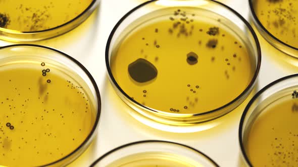 Petri dishes with yellow agar containing circular colonies of fungi or bacteria.