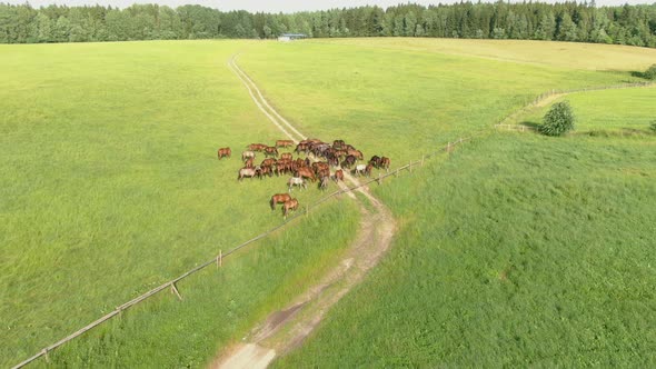 Aerial View Herd Young Horses Grazing Green Meadow