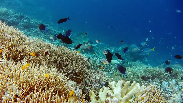 Shoal of Coral Blue and Black Trigger Fish Flying Near Hard Corals on Diving Spot