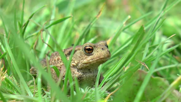 A toad that hides in the tall grass in the forest.