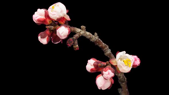 Apricot Flower Isolated 1