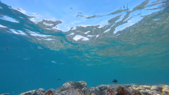 Watering over a reef with tropical fish