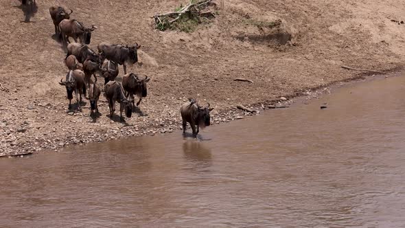 The Great Migration in Africa