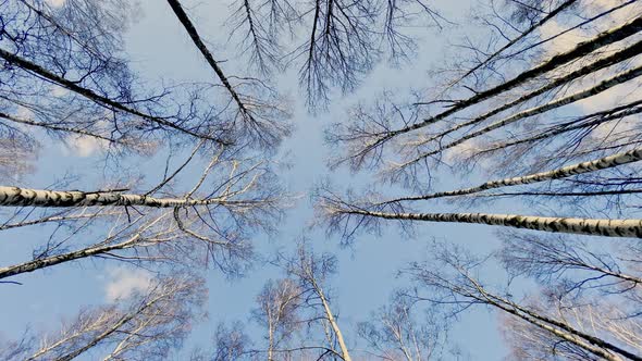 High Quality Circular Footage of Winter Park Tops of Trees of Black Trunks of Trees in the Blue Sky