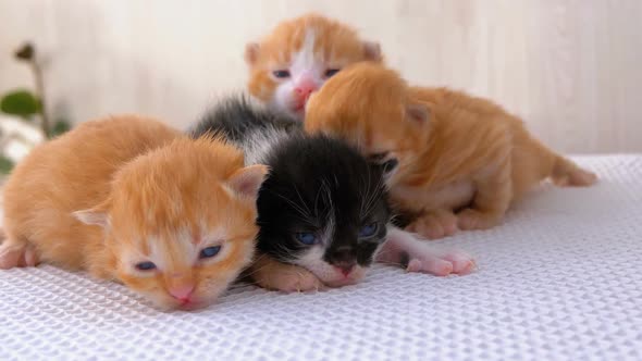 Little Fluffy Kittens Are Two Weeks Old, Crawling Around on a White Rug