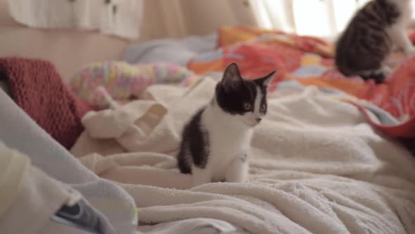 Curious cute black and white kitten stares into camera wide shot