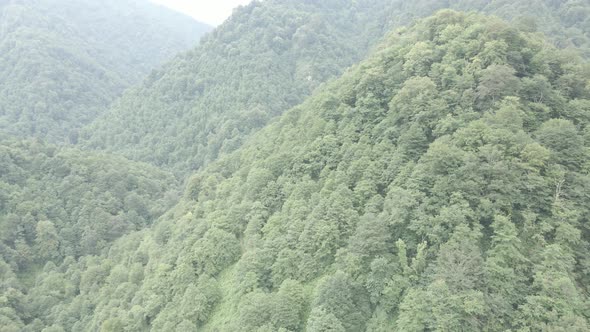 Mtirala National Park from drone, Adjara, Georgia. Flying over subtropical mountain forest