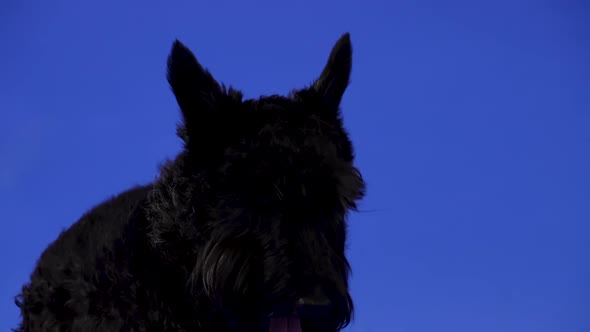 A Dog of Breed Scottish Terrier Black Color Lies in the Studio on a Blue Background