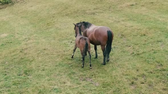 Chestnut Mother Horse and Baby Foal Graze in Pasture on Rainy Day