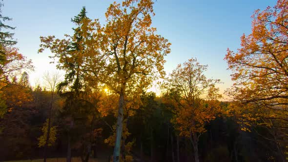 Autumn forest and sun shot from steadicam