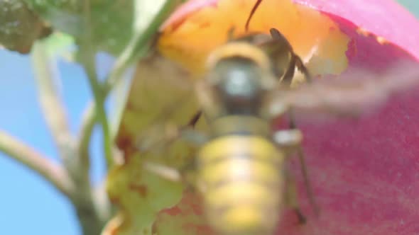 Hornet Eats Red Apple