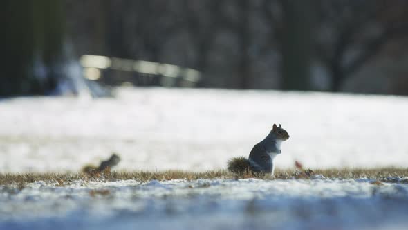 Squirrels in a park