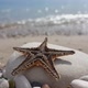 Starfish - VideoHive Item for Sale