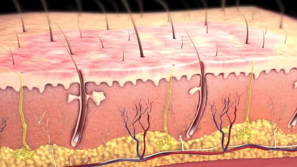 Skin layers. Structure parts separation, dermis, epidermis, hypodermis, subcutaneous tissue, muscle.