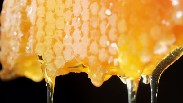 Golden Fresh Honey is Dripping From Honeycomb