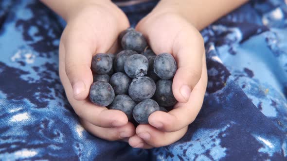 Close Up of Child Hand Holding Fresh Blue Berry