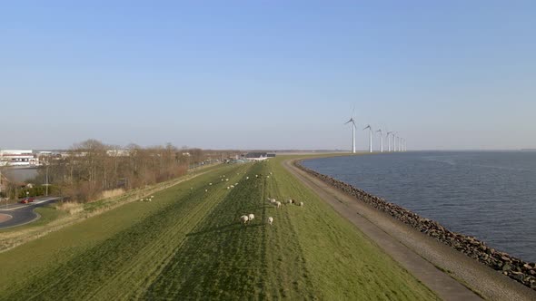 Sheep grazing on Lake riverside, Idyllic landscape from Holland, Aerial Pullback