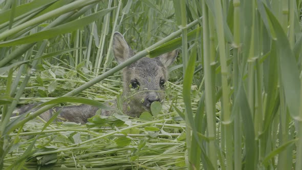 Little Gray Fawn Lying in Green Grass and Looking at Camera Close Up Slow Motion Full Frame