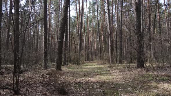 Trees in a Pine Forest During the Day Aerial View