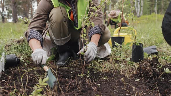 Planting Saplings of Trees