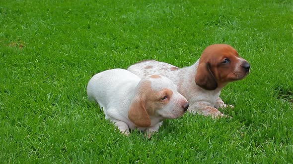 footage of dog grass background