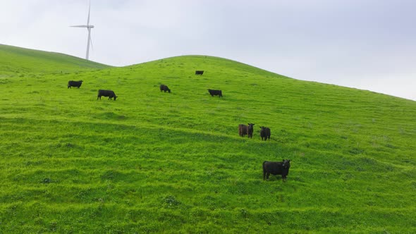 Cows on Green Hills Pasture Meadow Against Scenic Landscape with Wind Turbines