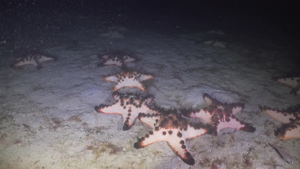 Starfish on Coral. Philippines, Mindoro