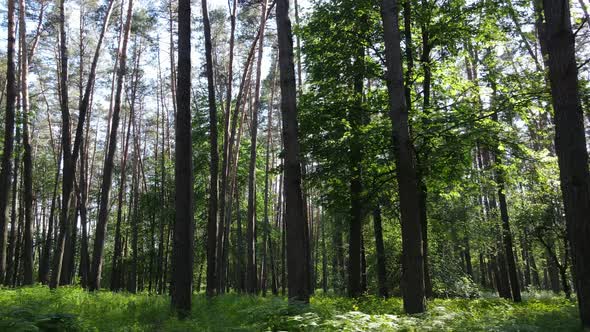 Trees in the Forest By Summer Day