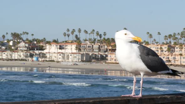 Seagull on Wooden Pier Railings