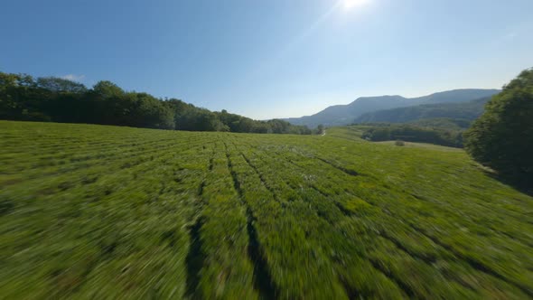 Freestyle Flight Rotation Aerial Shot on Fpv Sport Drone Tea Plantation