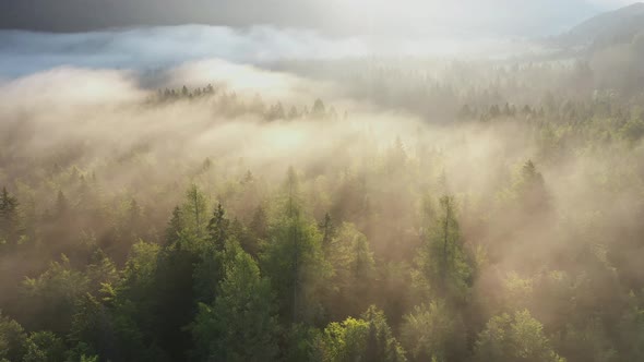 Fog in the forest