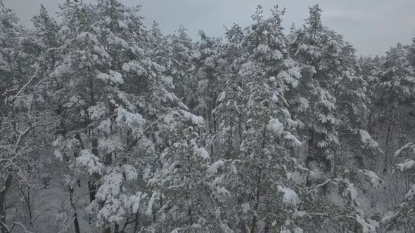 Drone Flight in a Snowy Forest in Cloudy Weather