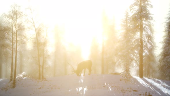 Proud Noble Deer Male in Winter Snow Forest