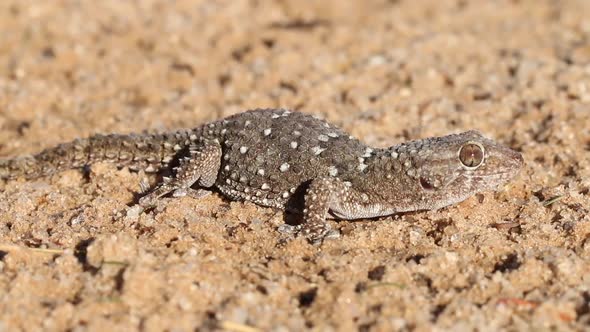 Bibron Gecko