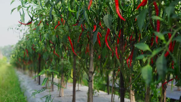 Cayenne pepper in a tree 