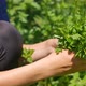 Hands Woman Gather Green Fresh Parsley. Petroselinum Crispum. - VideoHive Item for Sale