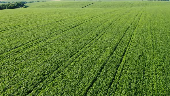 Flying Over Green Crops on Rolling Hills