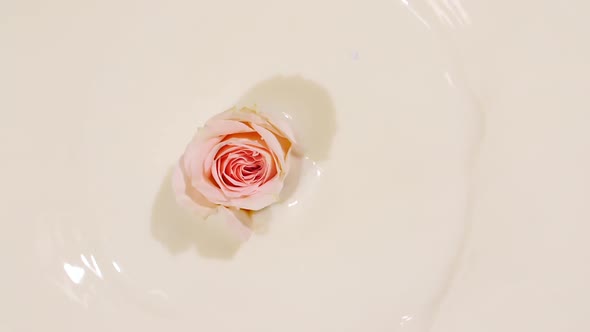 Falling Pink Rose on White Water Surface and Diverging Circles of Milk on Pastel Background