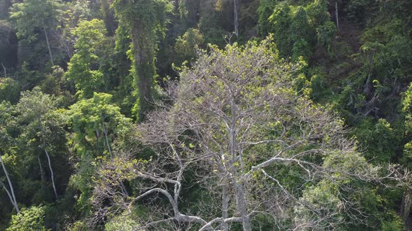 Top view leafless tree