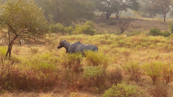 Nilgai or Blue Bull Is the Largest Asian Antelope and Is Endemic To the Indian Subcontinent