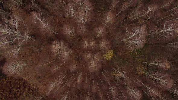 Top View of Spring Forest with Young Yellow Substrate