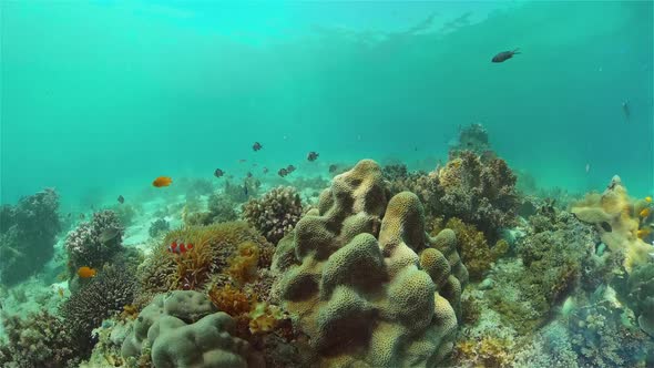 Coral Reef and Tropical Fish Underwater