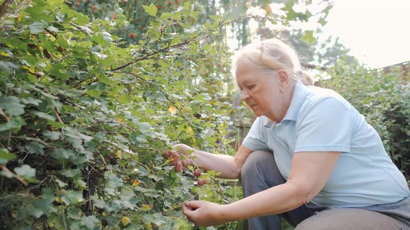 A Woman Aged a Pensioner Picks Gooseberry Berries in the Garden