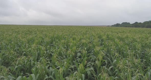 Aerial of a cornfield