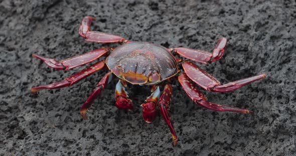 Galapagos Island crab walking on rock