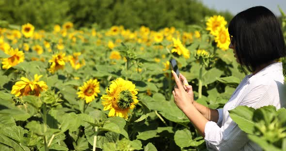 Woman Farmer Bussineswoman Take Photo on Tablet Field Organic Sunflower