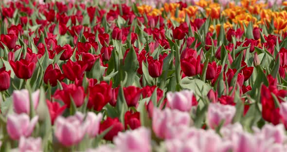 Bouquet of tulips