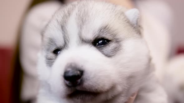 cute newborn Husky puppy looking at camera