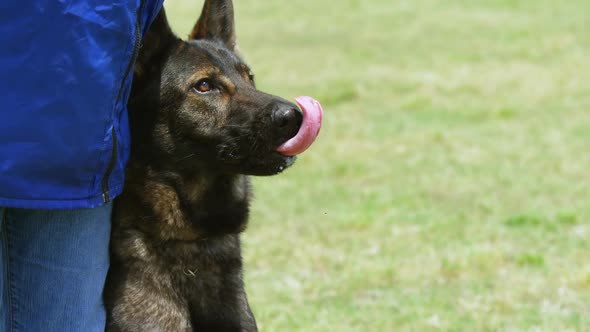 Shepherd dog with his owner in the field