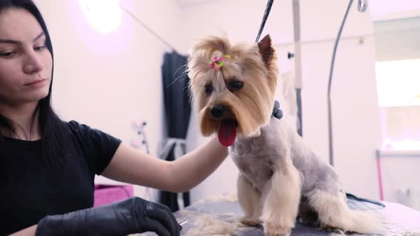 Dog Grooming At Pet Salon. Funny Dog Getting Haircut